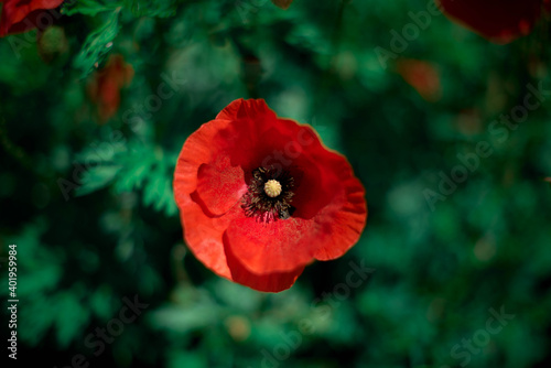 mak zieleń czerwień kwiat kwiaty flowers