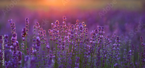 Fototapeta Naklejka Na Ścianę i Meble -  Pink lavender flowers during sunset