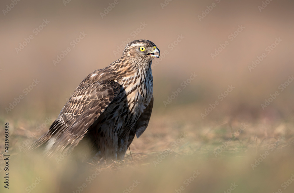 Northern goshawk ( Accipiter gentilis ) close up - young one Northern goshawk ( Accipiter gentilis ) close up - young one