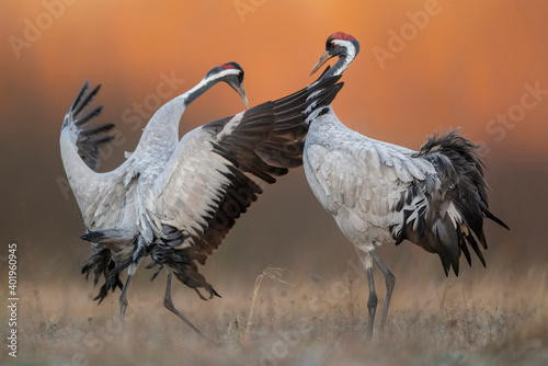 Common crane ( Grus grus ) pair mating photo