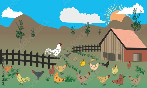 Free range chicken farm. Morning sunrise, A rooster and chickens graze on the green grass. For farms that produce organic eggs. Natural egg production farm, Chickens of various colors