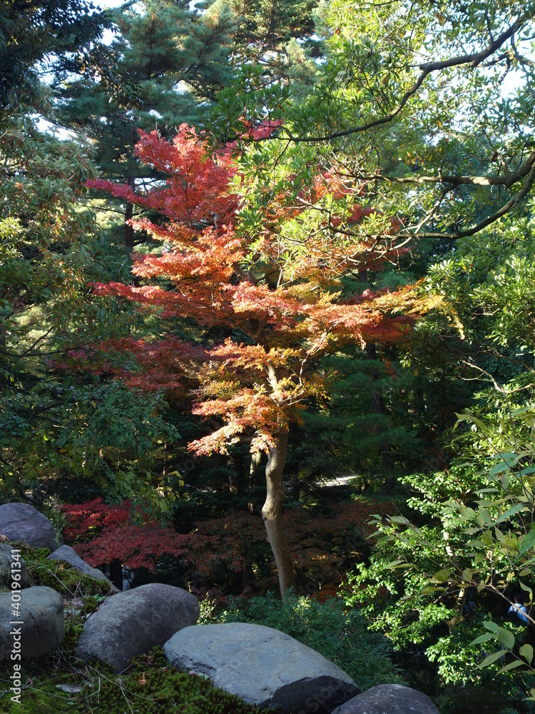 兼六園の紅葉