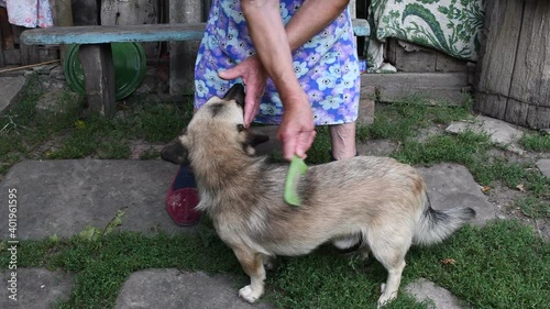 Elder woman hands comb and brush grey fur of mix breed dog in rustic backyard. Wrinkled hands combing dog fur and then hold dog tail to brush long animal hair. Pets in authentic rural life photo