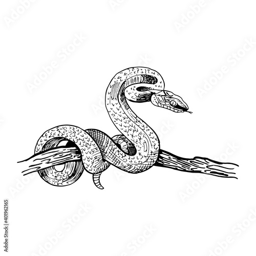 Snake on a tree branch. Hand-drawn snake in sketch style. Vector illustration isolated on white.