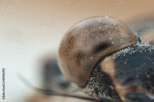 Close view on cicada's eyes super macro