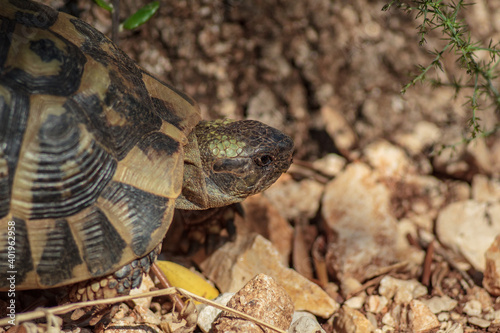Croatian tortoise hiding behing an olive tree. photo
