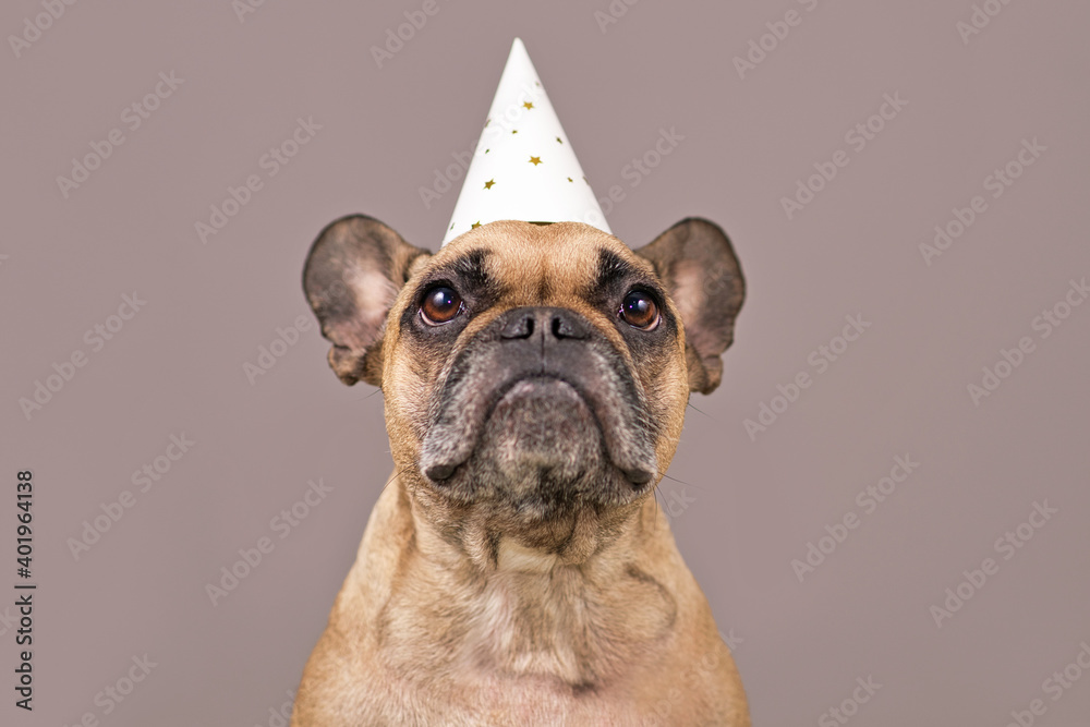 Cute portrait of French Bulldog dog wearing white party celebration hat in front of brown background 