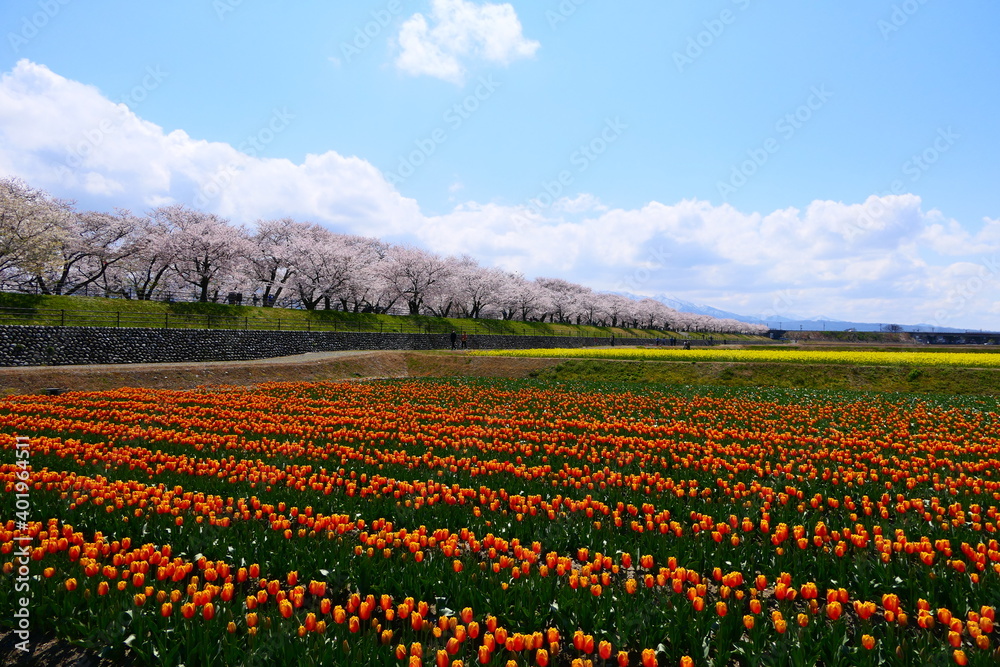 日本の春。舟川べり春の四重奏。朝日、富山、日本。４月中旬。