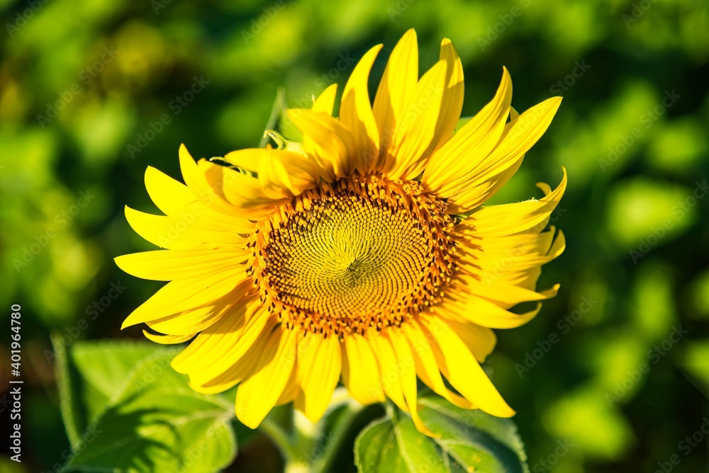 Beautiful blooming sunflower on a background field of sunflowers.Sunflowers have abundant health benefits. Sunflower oil improves skin health and promote cell regeneration.Selective focus Beautiful blooming sunflower on a background field of sunflowers.Sunflowers have abundant health benefits. Sunflower oil improves skin health and promote cell regeneration.Selective focus