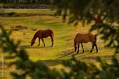 Wallpaper Mural Russia. Gorny Altai. Domestic horses graze peacefully in the autumn pasture in the mountain valleys of the Ursul river. Torontodigital.ca