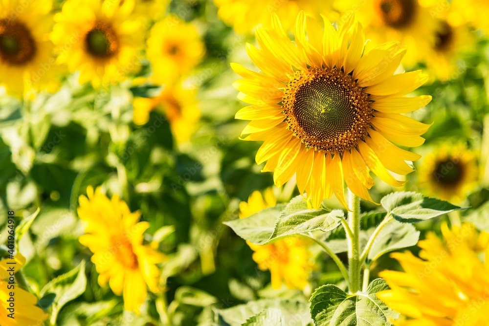 Beautiful blooming sunflower on a background field of sunflowers.Sunflowers have abundant health benefits. Sunflower oil improves skin health and promote cell regeneration.Selective focus