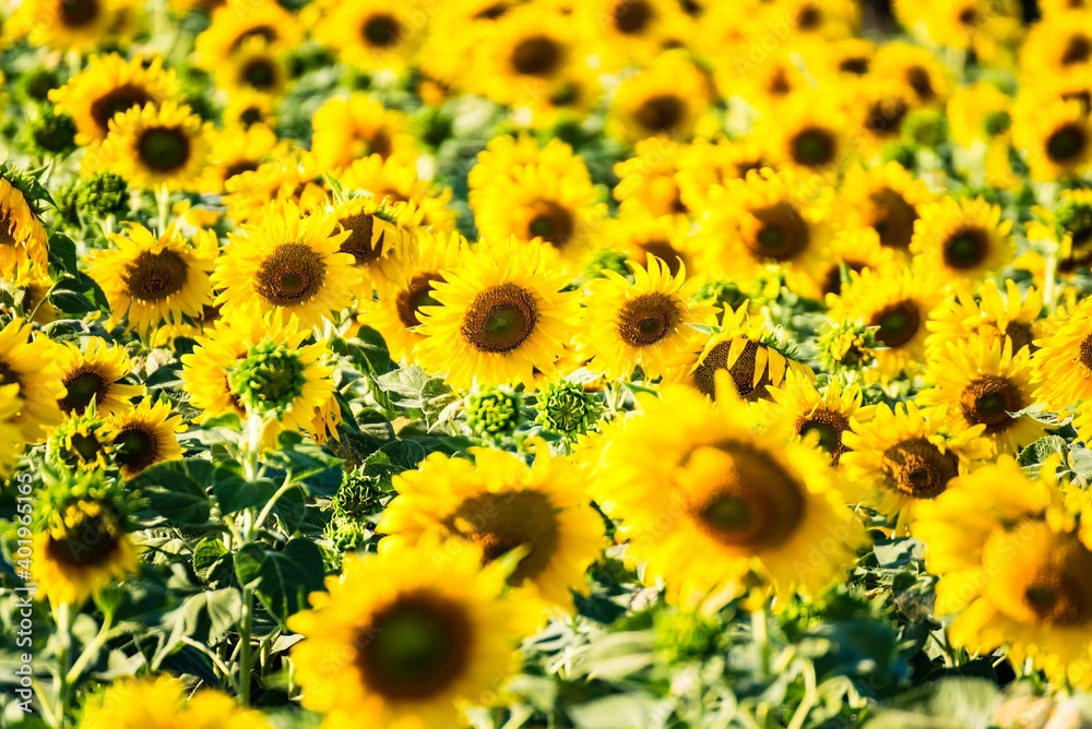 Beautiful blooming sunflower on a background field of sunflowers.Sunflowers have abundant health benefits. Sunflower oil improves skin health and promote cell regeneration.Selective focus Beautiful blooming sunflower on a background field of sunflowers.Sunflowers have abundant health benefits. Sunflower oil improves skin health and promote cell regeneration.Selective focus