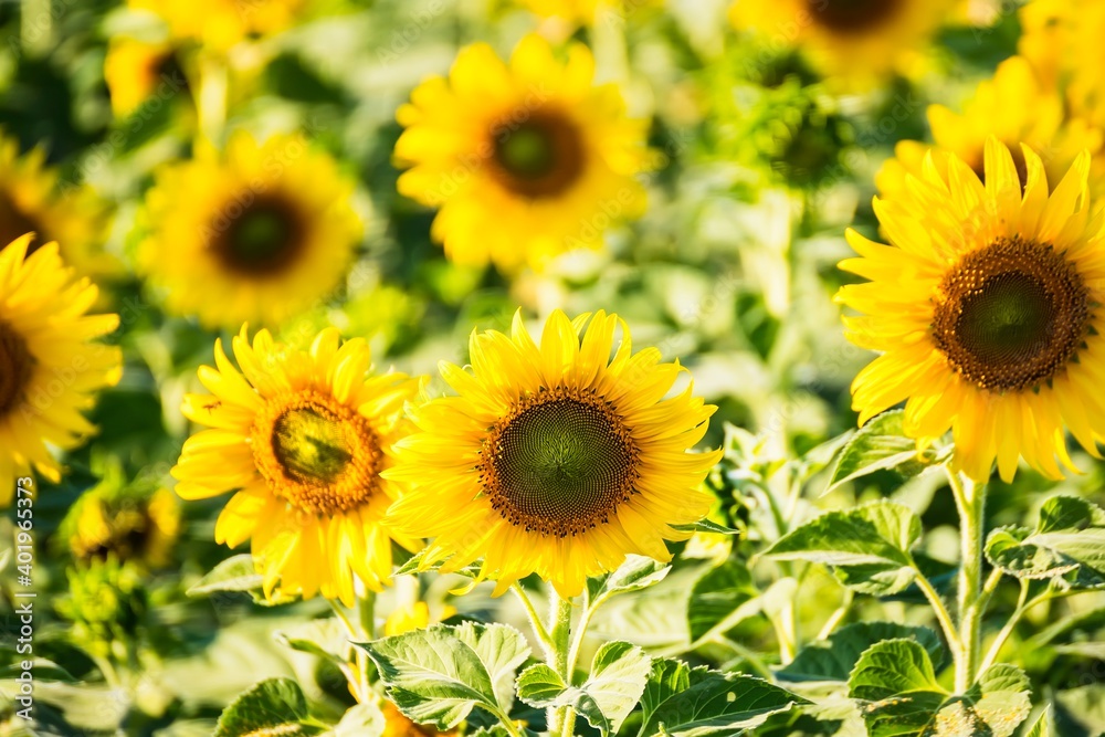 Beautiful blooming sunflower on a background field of sunflowers.Sunflowers have abundant health benefits. Sunflower oil improves skin health and promote cell regeneration.Selective focus Beautiful blooming sunflower on a background field of sunflowers.Sunflowers have abundant health benefits. Sunflower oil improves skin health and promote cell regeneration.Selective focus