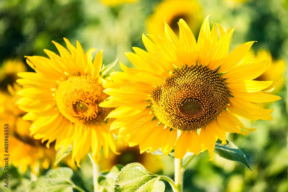 Obraz premium Beautiful blooming sunflower on a background field of sunflowers.Sunflowers have abundant health benefits. Sunflower oil improves skin health and promote cell regeneration.Selective focus