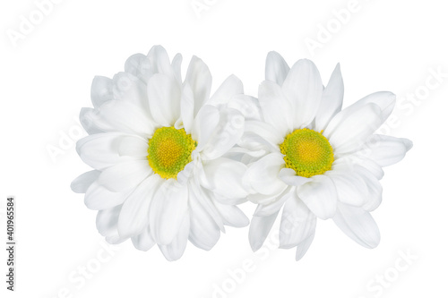 Two beautiful chrysanthemum flowers isolated on white background.