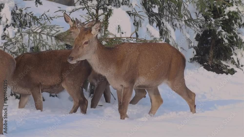 the behavior of deers looking for food in the snowy forests during the winter the behavior of deers looking for food in the snowy forests during the winter