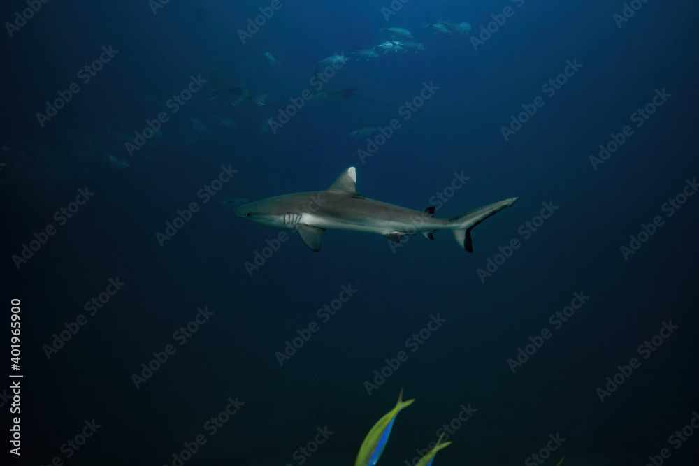 Whitetip reef shark Maldives