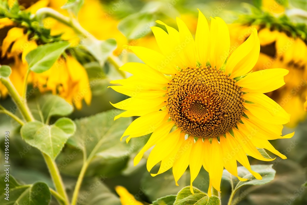 Beautiful blooming sunflower on a background field of sunflowers.Sunflowers have abundant health benefits. Sunflower oil improves skin health and promote cell regeneration.Selective focus Beautiful blooming sunflower on a background field of sunflowers.Sunflowers have abundant health benefits. Sunflower oil improves skin health and promote cell regeneration.Selective focus