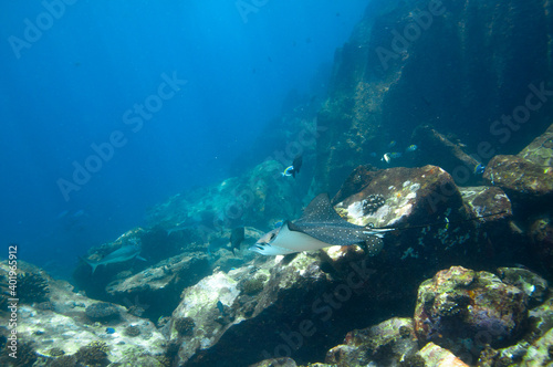 Whitespotted Eagle Ray  Aetobatus ocellatus  swimming between the reef rocks
