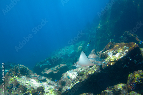 Whitespotted Eagle Ray (Aetobatus ocellatus) swimming between the reef rocks