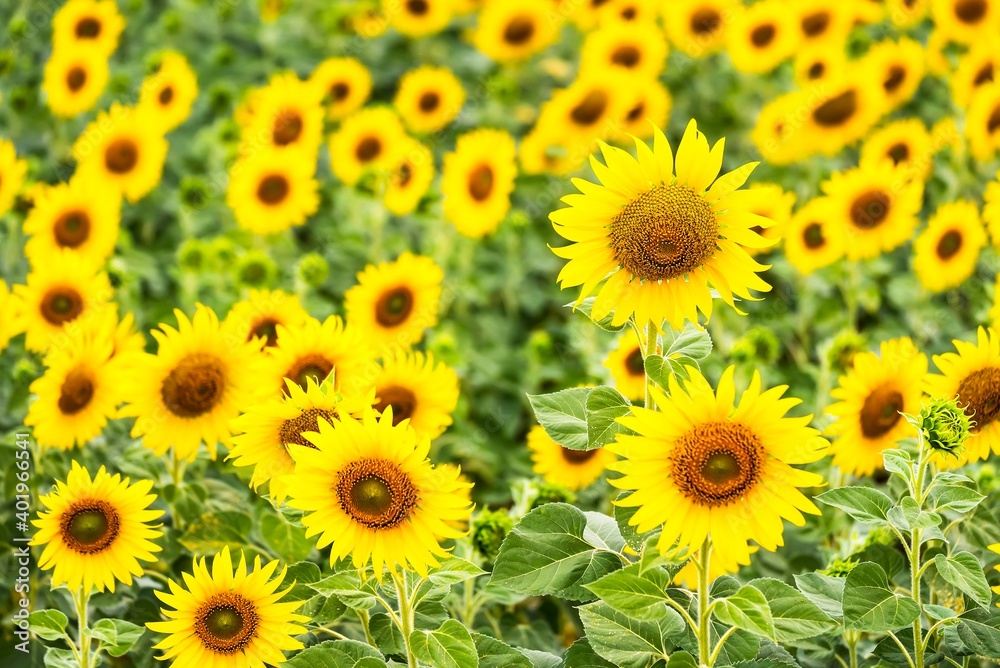 Beautiful blooming sunflower on a background field of sunflowers.Sunflowers have abundant health benefits. Sunflower oil improves skin health and promote cell regeneration.Selective focus