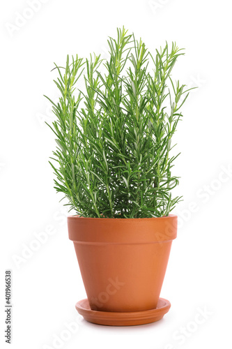 Studio shot of a fresh green rosemary bush in a brown clay flower pot with saucer isolated on a white background