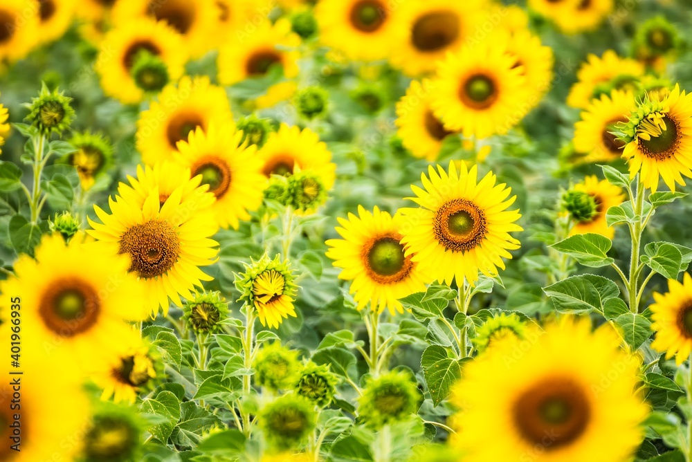 Beautiful blooming sunflower on a background field of sunflowers.Sunflowers have abundant health benefits. Sunflower oil improves skin health and promote cell regeneration.Selective focus Beautiful blooming sunflower on a background field of sunflowers.Sunflowers have abundant health benefits. Sunflower oil improves skin health and promote cell regeneration.Selective focus