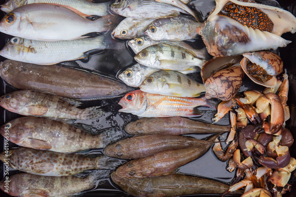 Fresh food from the sea in a variety of trays.