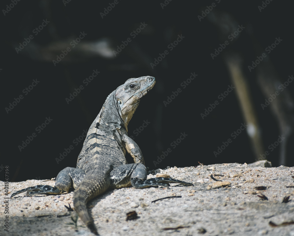 Fototapeta premium lizard on the rock