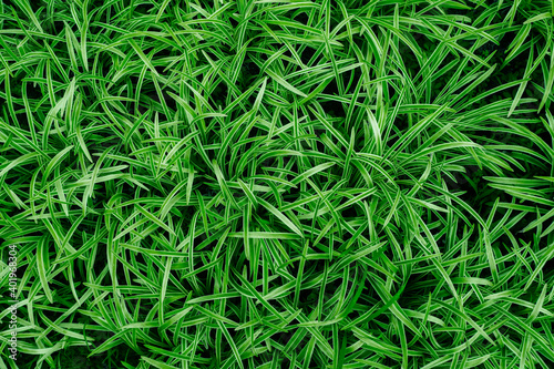 background grass Falyaris, bright green with a white stripe leaves