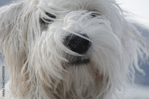 close up of a white dog