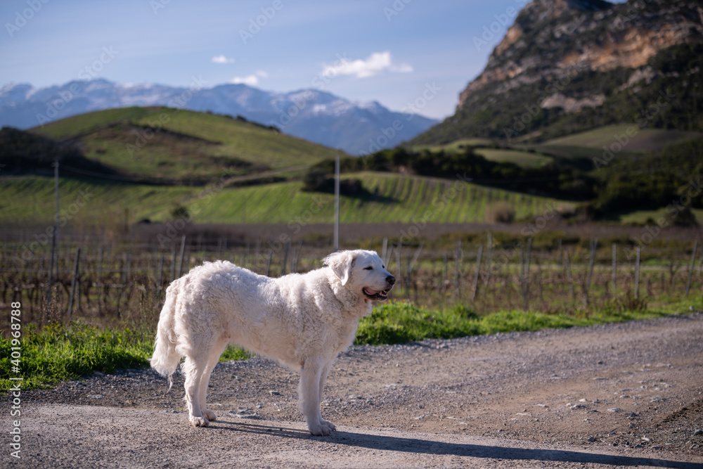 Fototapeta premium Kuvasz dog in the winter countryside of Corsica