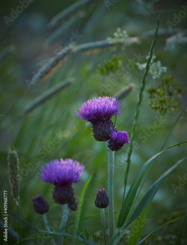 Milk thistle on a summer field in Finland photo