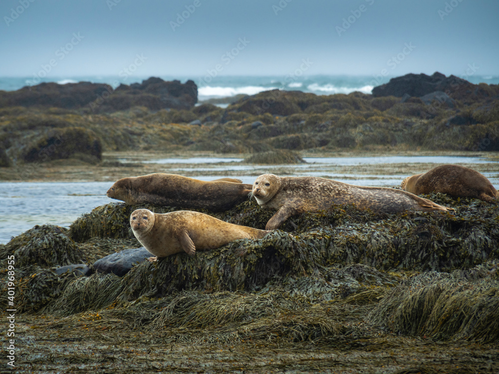 Seals on the rock in Northern Europe. Iceland