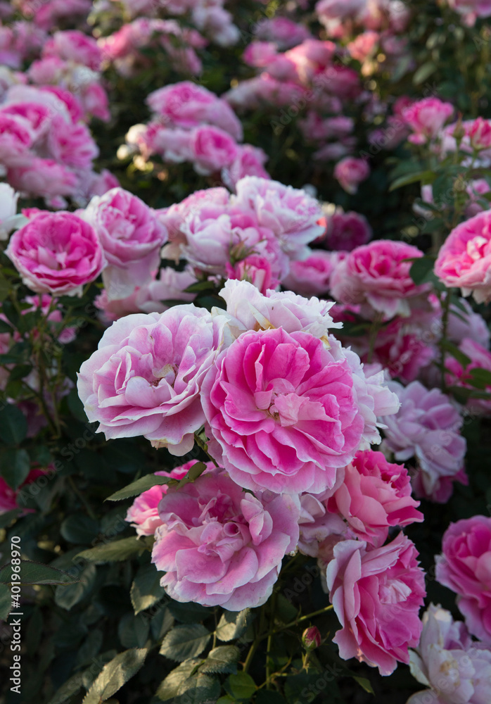 Floral. Closeup view of Floribunda hybrid Rosa Dynastie flower cluster of pink, fuchsia and white petals, spring blooming in the garden.