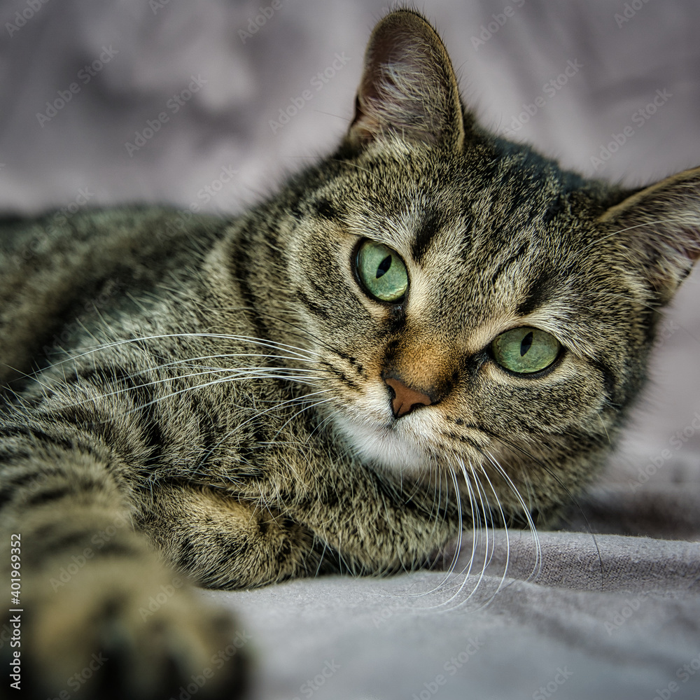 Getigerte Katze