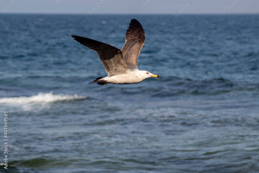 Seagull flying over the sea Seagull flying over the sea