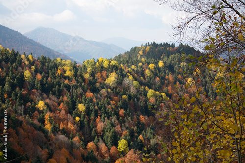 The landscape of mountains that are full of green pine and yellow, red trees in Bolu, Yedigoller. Pine trees are pretty common in Turkey, especially North of Turkey.