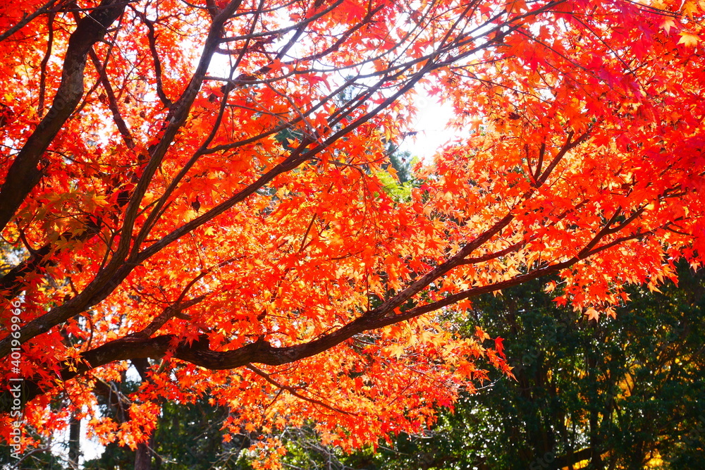 オレンジ色の紅葉 オレンジ色の紅葉