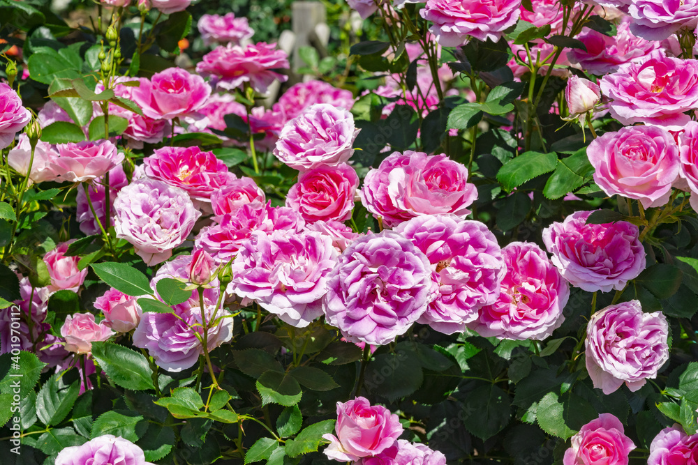 花束のように咲く薔薇