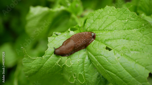 Spanish slug Arion vulgaris snail parasitizes on radish or lettuce cabbage moves garden field, eating ripe plant crops, moving invasive brownish dangerous pest agriculture, farming farm, poison photo
