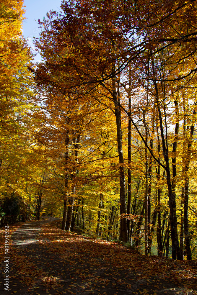 Obraz premium Beautiful view of the forest in Bolu Yedigollar, which has surrendered itself to the autumn