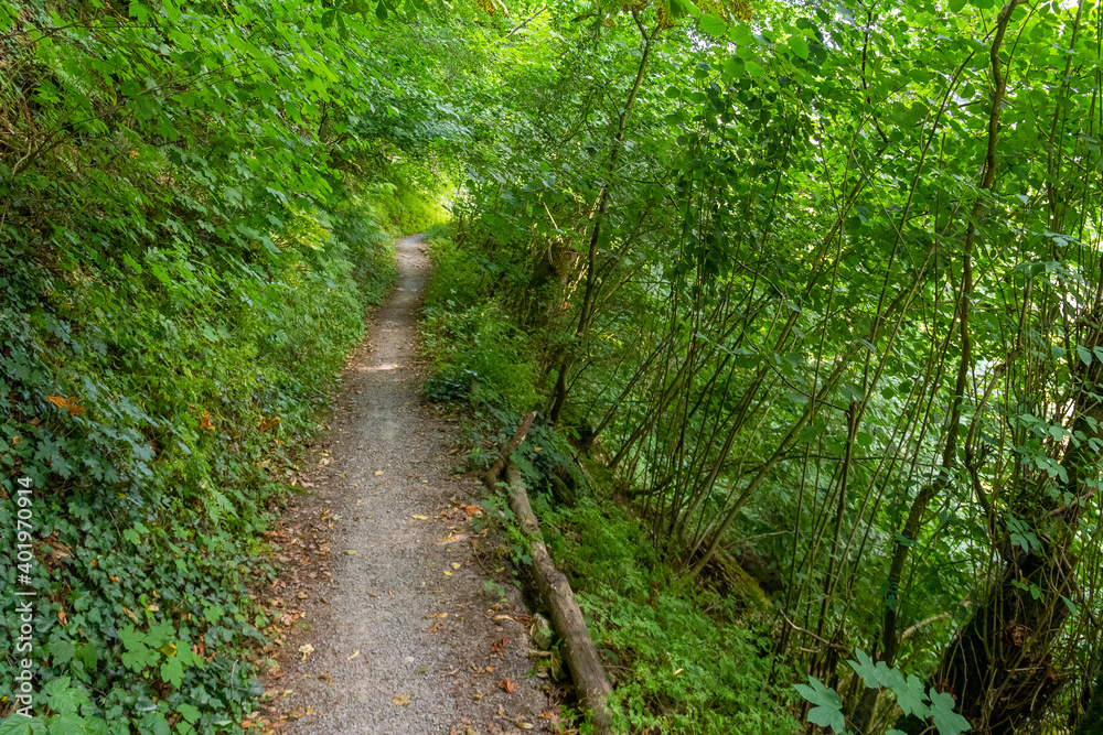 idyllic forest track idyllic forest track
