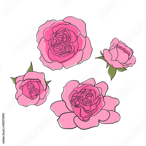 Tea-rose, rosa odorata hand-drawn colored sketch. Vector line art illustration isolated on white background. Minimalist contour drawing of flower set. Template for the design, web banner or print.