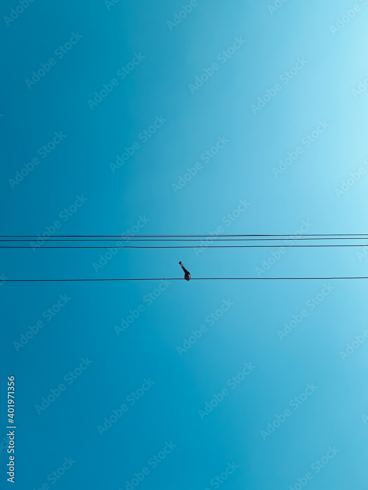 A Bird sitting on the electric wires with blue sky in the background