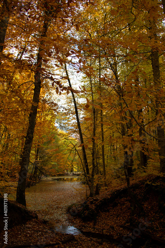 A photo of a lake that is placed in the middle of a forest in the autumn of Bolu Yedigoller.