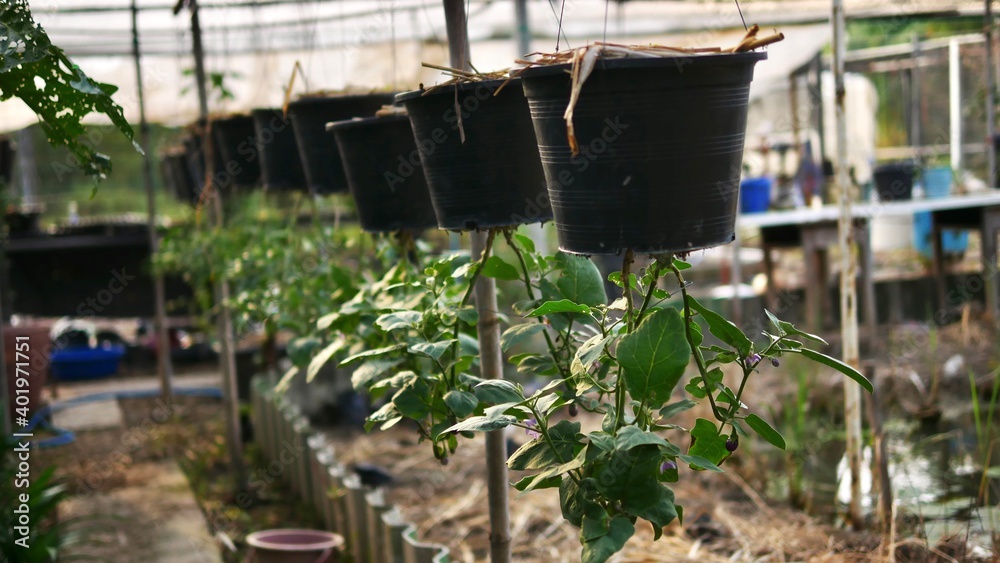 Upside Down Tomato Plants hanging from pot plant Upside Down Tomato Plants hanging from pot plant