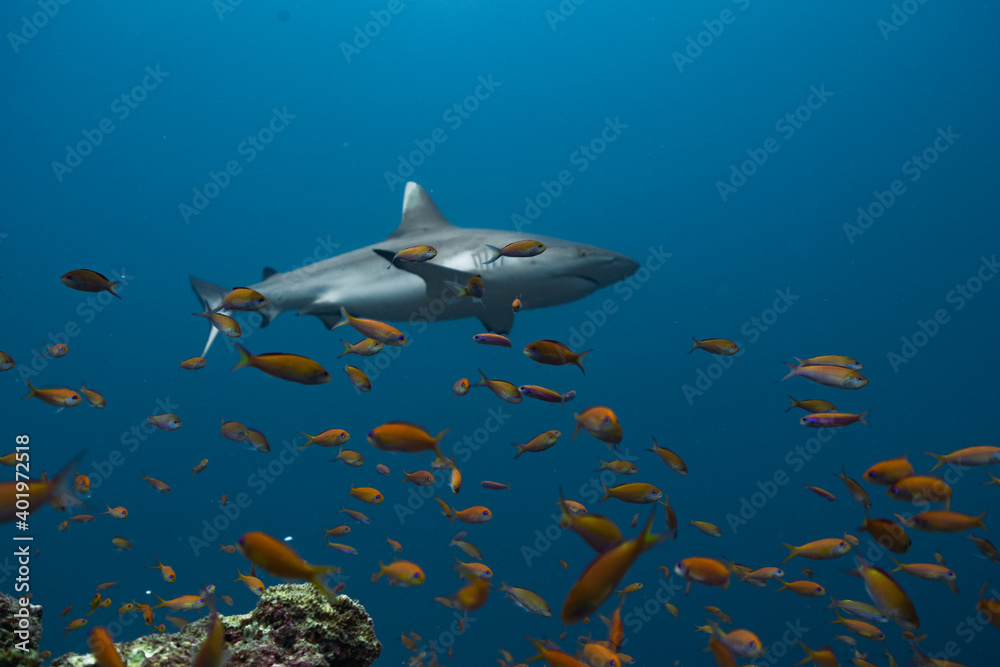 Obraz premium Whitetip reef shark Maldives