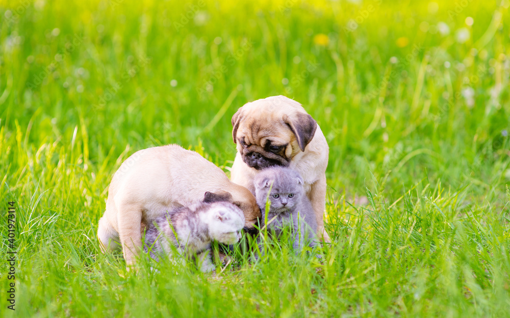 Two pug puppies and two kittens are sitting next to the grass in the summer in the park.
