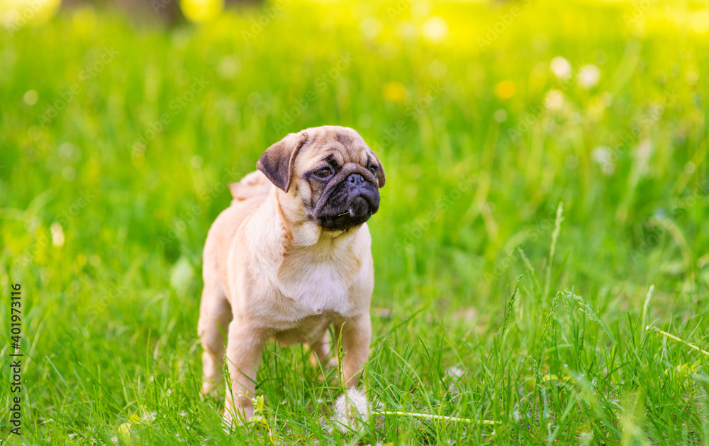 A puppy puppy stands in the park on the grass in the summer and looking at empty space